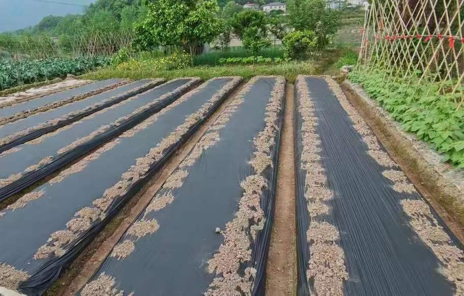 Fully Biodegradable Mulch Films