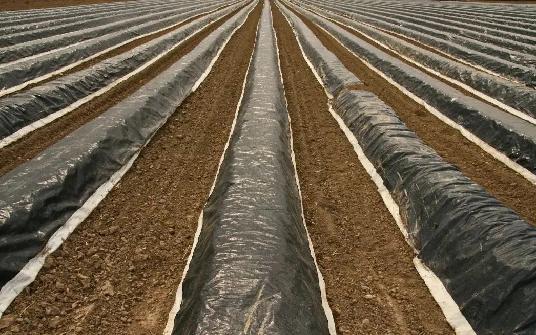 The Microplastic Crisis in Agricultural Non-Point Source Pollution and Eco-Friendly Mulch Film Solutions